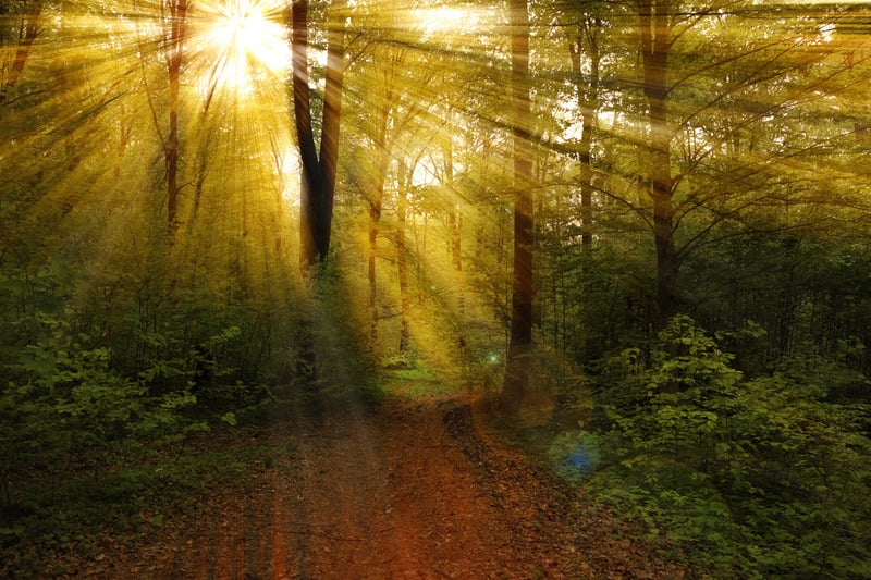 Forest Path